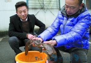 昨日，任启兵(左)将娃娃鱼交给动物园两栖动物饲养员李师傅。