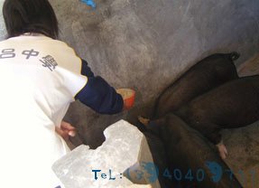 海南中学建养猪厂 学生早晨喂猪晚上守夜