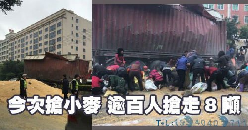 内地民众哄抢小麦