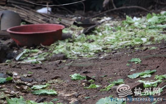 景区内养家禽 城管：已处理但无强制权