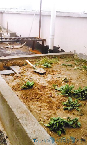 “都市农夫”楼顶建私家菜园