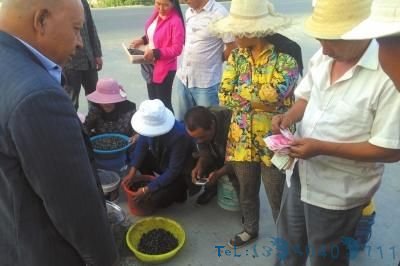 数千人抢摘黑枸杞 导致大片土壤沙化