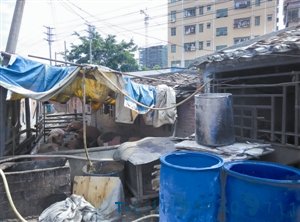 非法养殖窝点紧邻幼儿园 600头生猪盘踞茅洲河