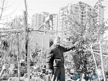 爹爹开辟屋顶菜园既成老伴药园又成街坊免费菜园