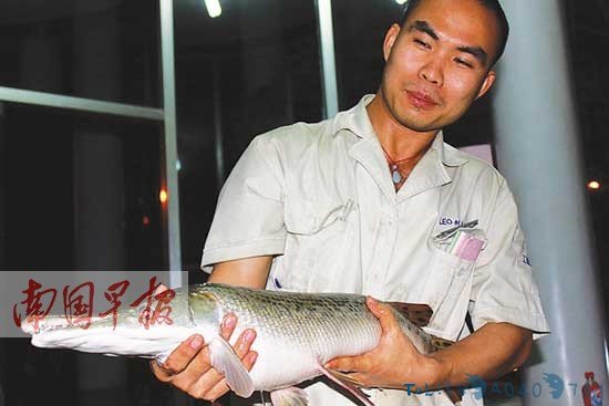 小区数百条观赏鱼竟凭空消失 原是成了怪鱼盘中餐
