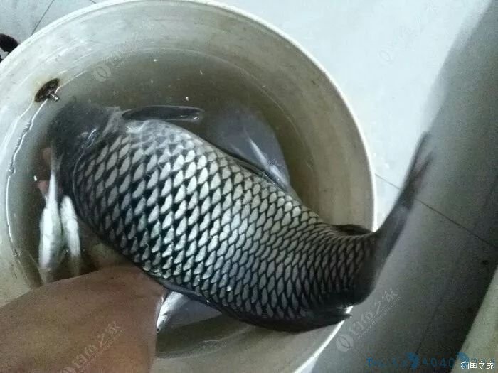塑料桶做钓箱，第一次见这么牛X的...