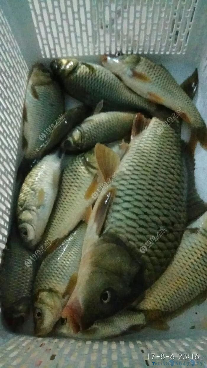 塑料桶做钓箱，第一次见这么牛X的...