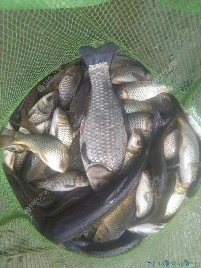 塑料桶做钓箱，第一次见这么牛X的...