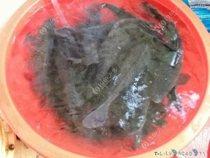 塑料桶做钓箱，第一次见这么牛X的...