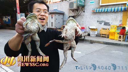 图为两只牛蛙