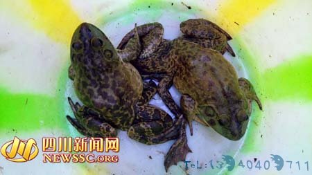 桶里的两只牛蛙