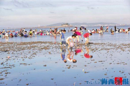 六月初一适逢大潮厦门环岛路海滩众多市民游客潮间赶海