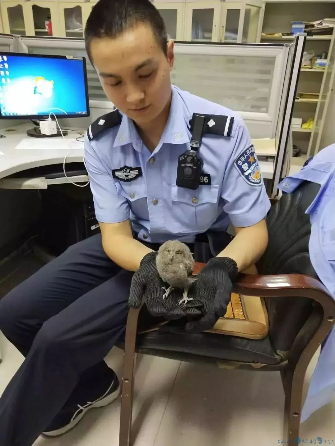 最近，徐州又出现这种可爱的“小家伙儿”！