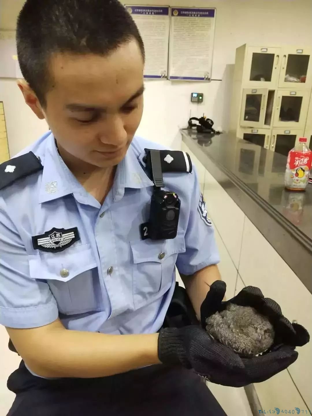 最近，徐州又出现这种可爱的“小家伙儿”！