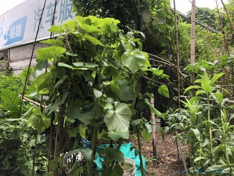 文物保护单位沦为私家菜地，深圳一新石器时代遗址竟被种上番薯
