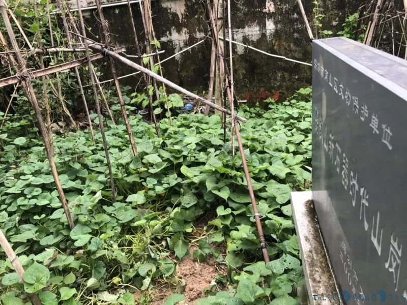 文物保护单位沦为私家菜地，深圳一新石器时代遗址竟被种上番薯