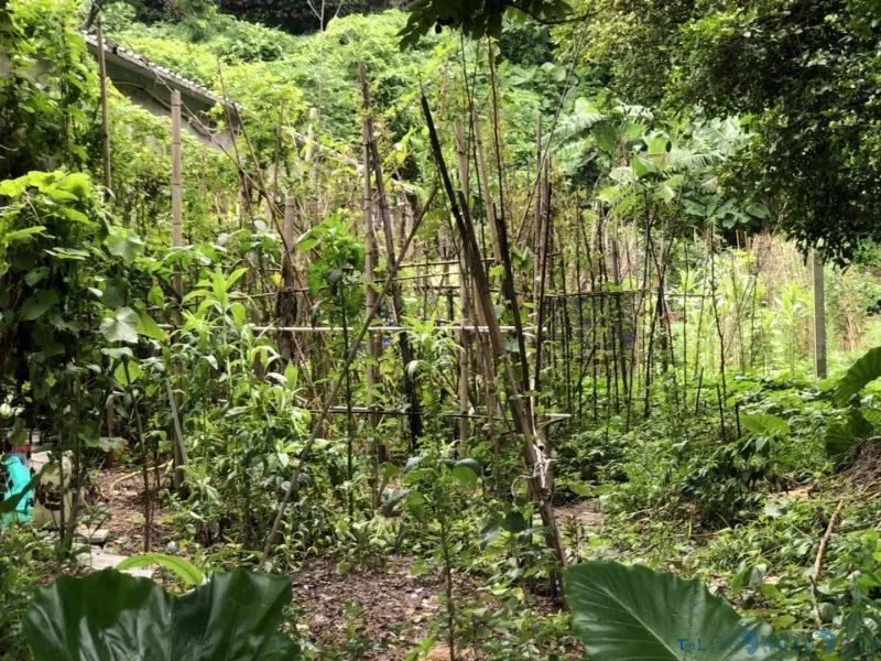 文物保护单位沦为私家菜地，深圳一新石器时代遗址竟被种上番薯