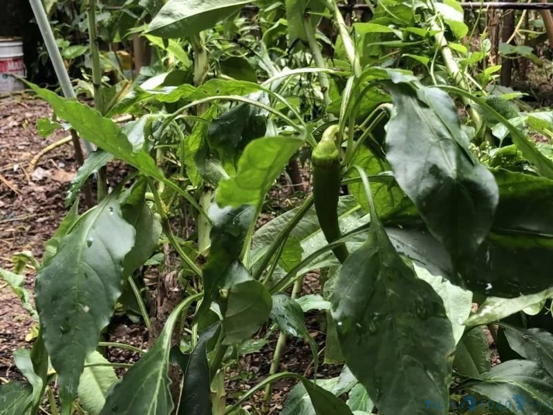 文物保护单位沦为私家菜地，深圳一新石器时代遗址竟被种上番薯