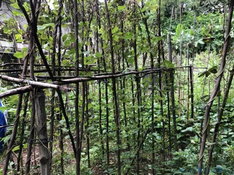 文物保护单位沦为私家菜地，深圳一新石器时代遗址竟被种上番薯