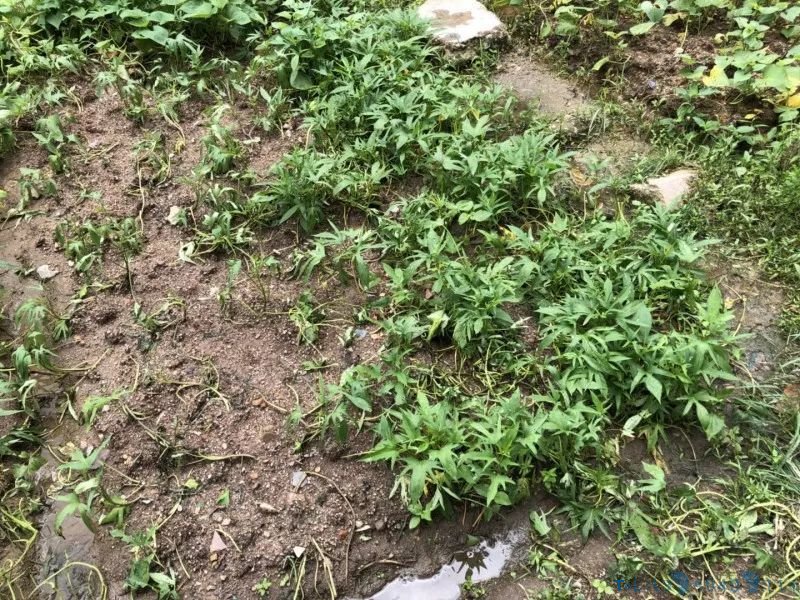 文物保护单位沦为私家菜地，深圳一新石器时代遗址竟被种上番薯