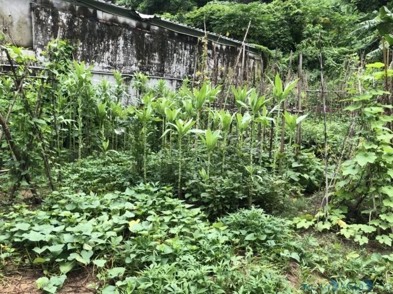 文物保护单位沦为私家菜地，深圳一新石器时代遗址竟被种上番薯