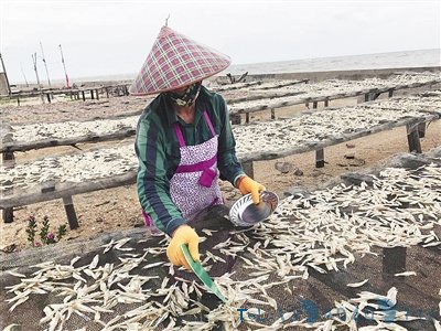 乌场港的巴浪渔娘