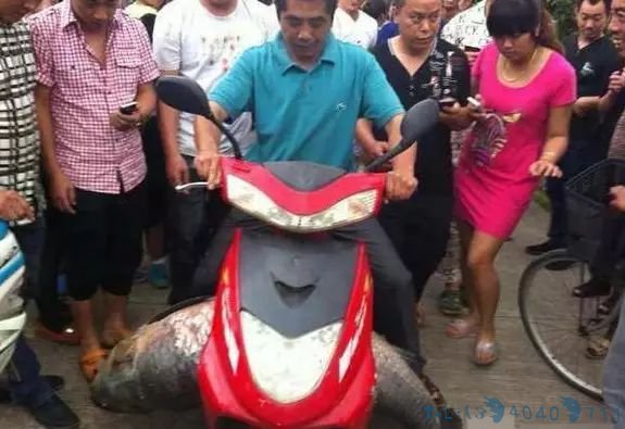 水库泄洪，发大水，数百人逮住大鱼啦