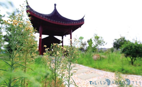 全村参与提升乡村气质
