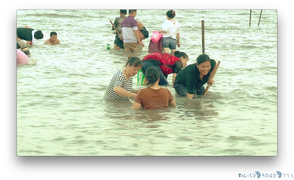 夏季海边人们扎堆挖花蛤 人身安全需注意