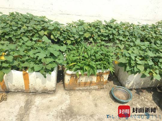 鄰居屋頂種菜施肥樓下住戶崩潰了