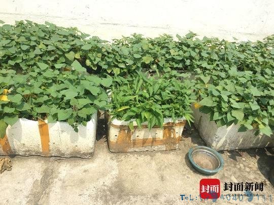 住户屋顶种菜浇粪施肥散发恶臭 住户苦不堪言无奈报警处理