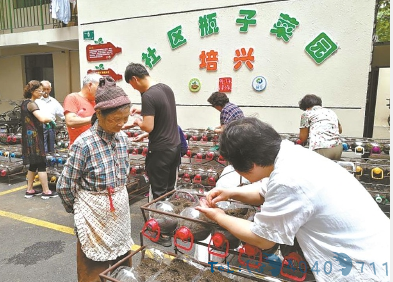 瓶里长出菜连接居民心 静安一小区打造“瓶子菜园”