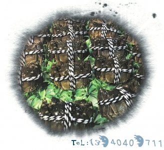 除了看肚脐 公蟹腿上还有细毛