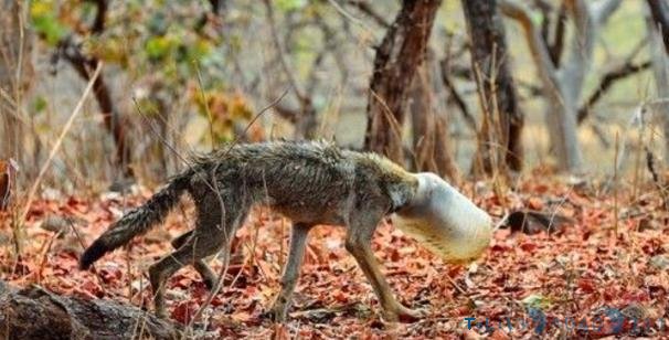 狼不慎将头卡进塑料桶，吃不了东西瘦弱不堪，原因让人深思