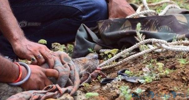 狼不慎将头卡进塑料桶，吃不了东西瘦弱不堪，原因让人深思