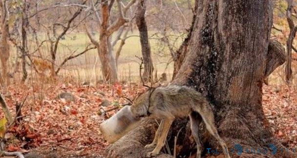 狼不慎将头卡进塑料桶，吃不了东西瘦弱不堪，原因让人深思