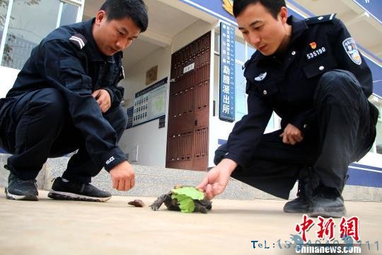 云南勐腊一男子在网上炫耀招财龟招来警察调查