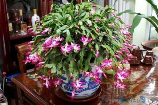 柚子皮都扔了?丢盆里用来养花,花像打了“激素”,狂冒花苞