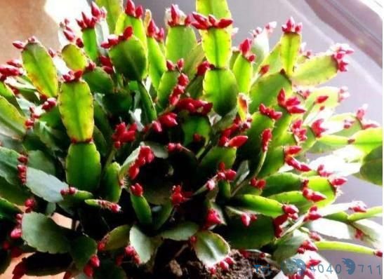 柚子皮都扔了?丢盆里用来养花,花像打了“激素”,狂冒花苞