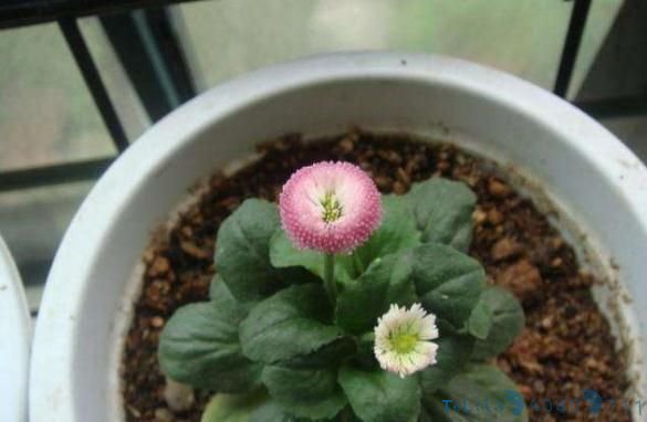 柚子皮都扔了?丢盆里用来养花,花像打了“激素”,狂冒花苞