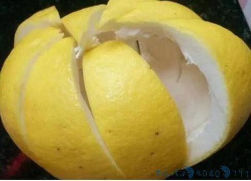 柚子皮都扔了?丢盆里用来养花,花像打了“激素”,狂冒花苞
