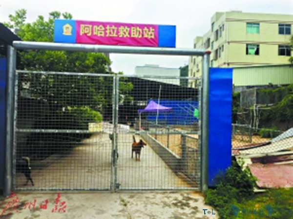 救助站门口。本文图片 广州日报