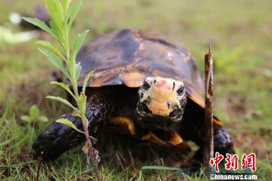 图为经鉴定为国家二级重点保护野生动物的凹甲陆龟。 解雄波 摄