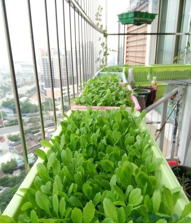 阳台种菜用什么容器好?