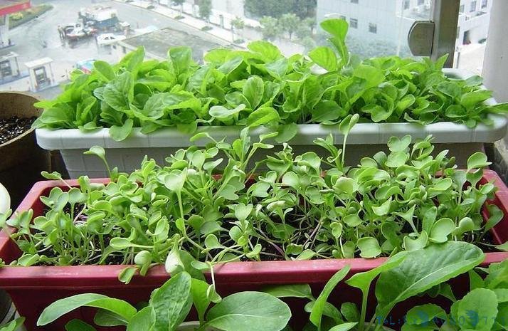 阳台种菜用什么容器好?