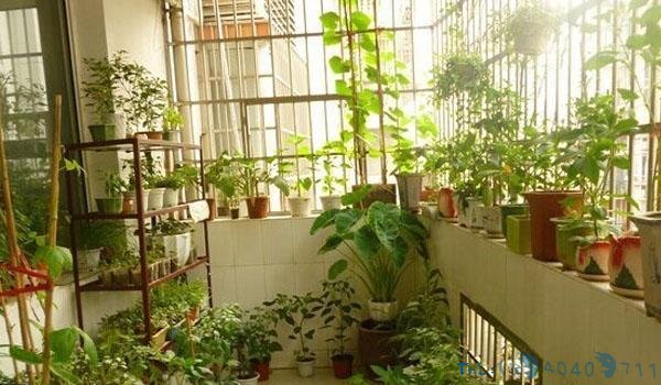 阳台种菜用什么容器好?