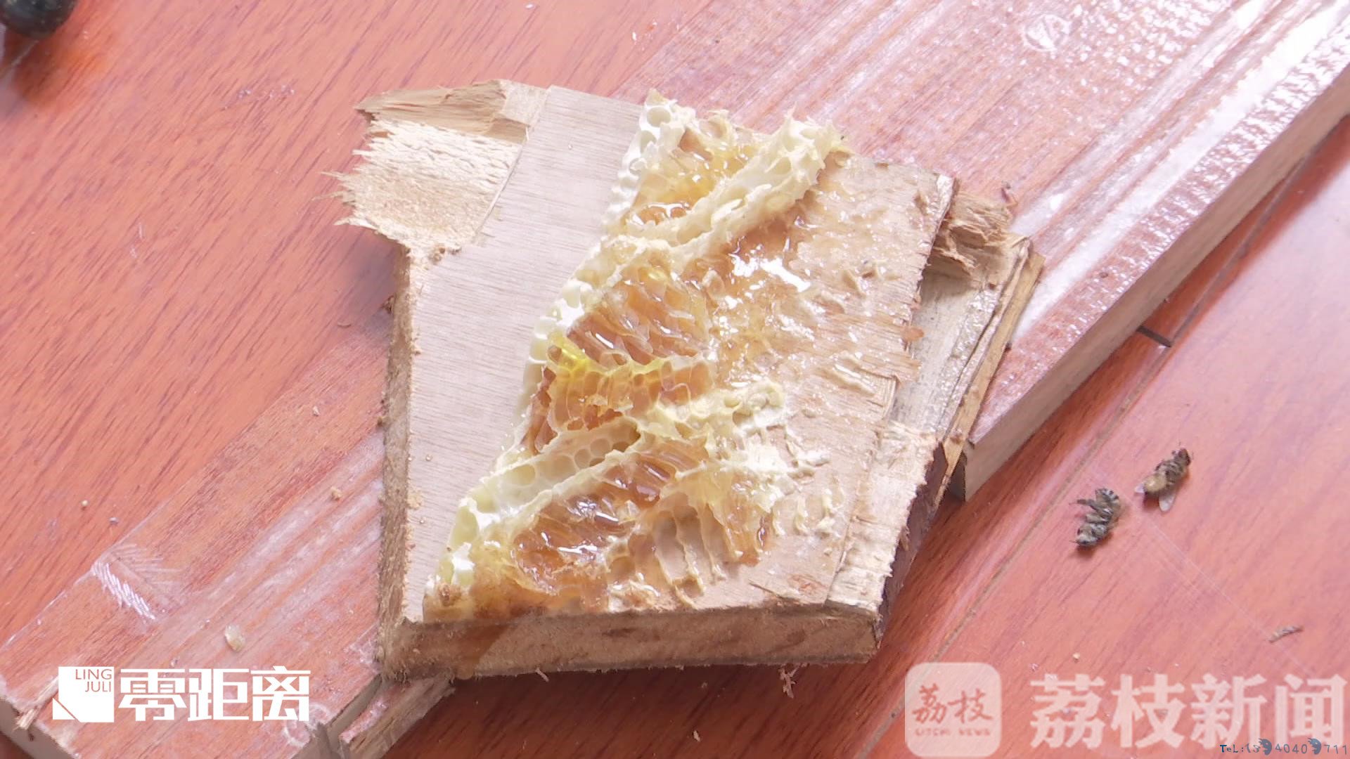 蜜蜂筑巢地板下 竟掏出50斤蜂蜜