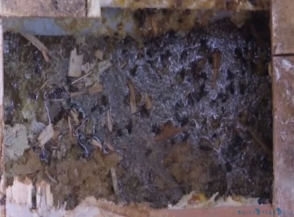 男子翻起卧室地板，里面密密麻麻，不停在动，更离奇的是…
