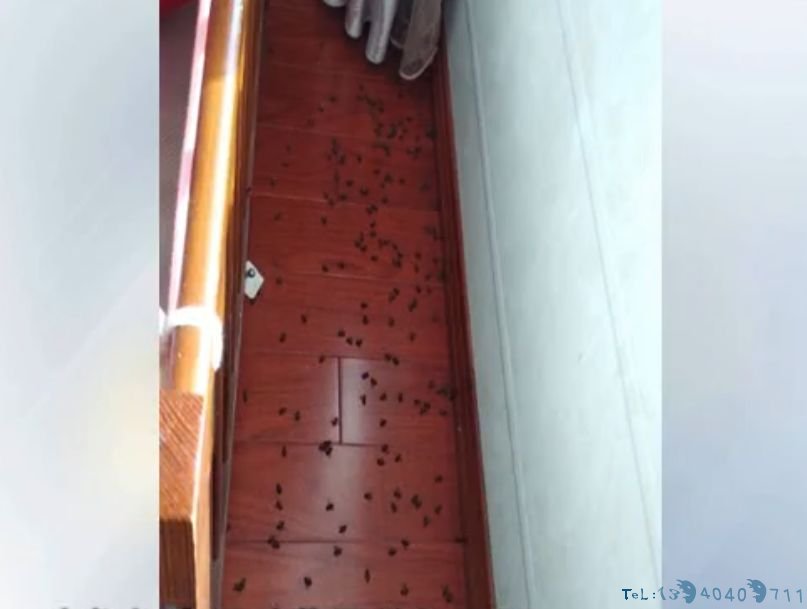 男子翻起卧室地板，里面密密麻麻，不停在动，更离奇的是…