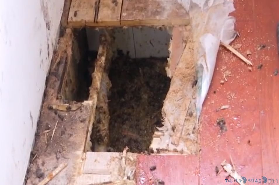 男子翻起卧室地板，里面密密麻麻，不停在动，更离奇的是…